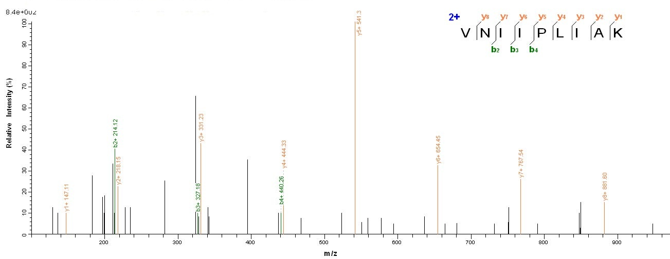 Human human Septin-7 protein