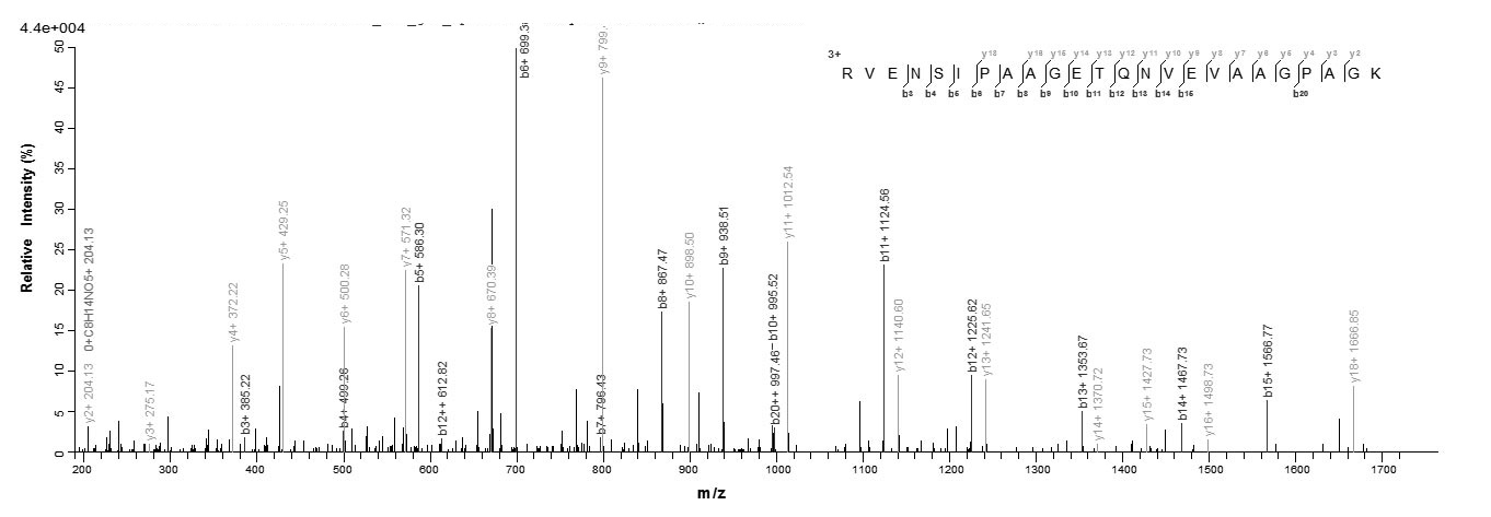 Human SART3 protein