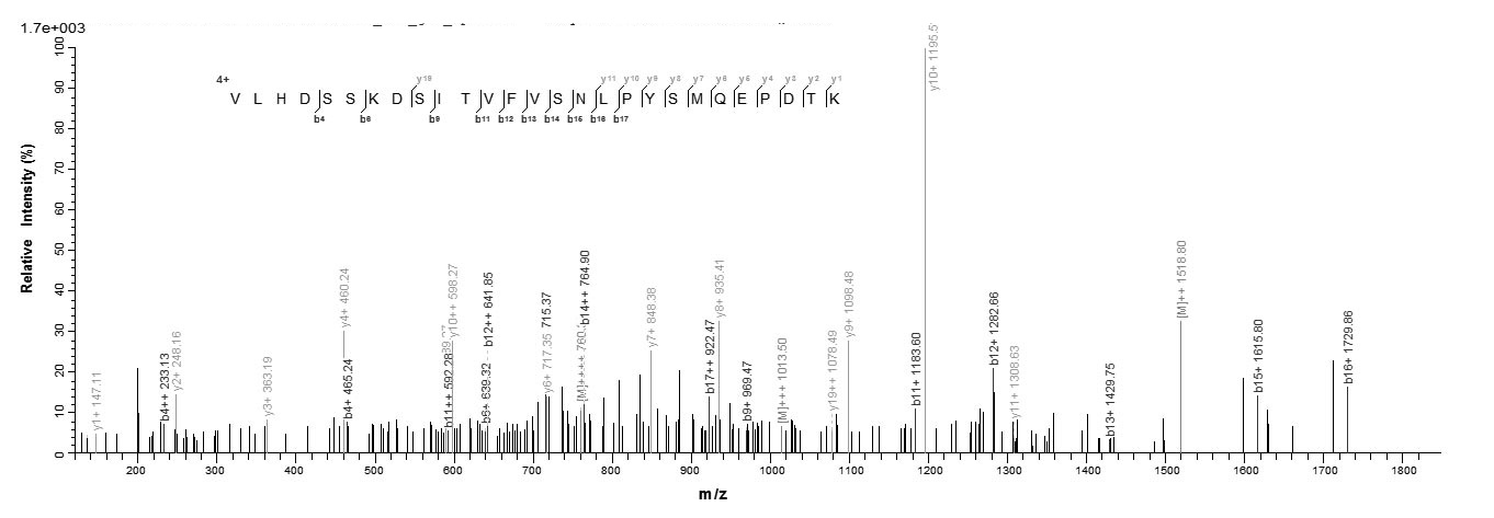 Human SART3 protein
