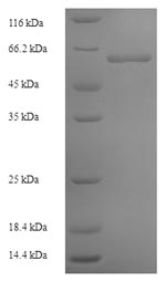 E.coli LCY1 protein