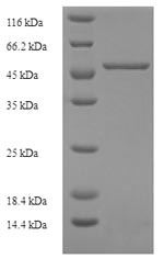 Human SLC25A30 protein
