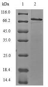 Mouse Trim21 protein