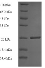 Human VASH1 protein