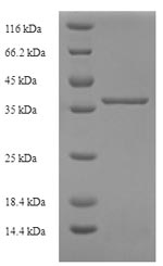 Human LYZL1 protein