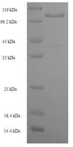 Human LRRN1 protein
