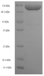 Human KRT77 protein