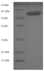 Human SKAP1 protein