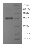 Human GPBP1 protein
