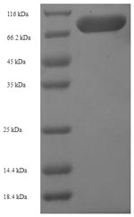 Mouse Hmgcs1 protein