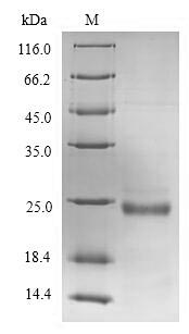 Human VWA5B2 protein