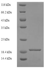 Human CD300LF protein