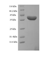 Human C20orf197 protein
