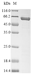 Mouse Serpina3n protein