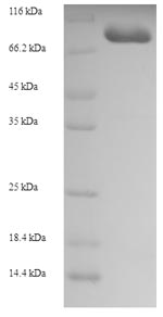 Human MYO19 protein