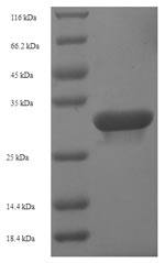 Human HDDC3 protein