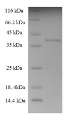 Human THAP6 protein