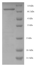 Human CEP63 protein