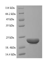 Bovine CCL20 protein