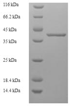 Human TCEANC2 protein