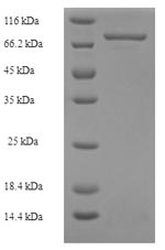 Human MLKL protein