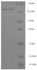 Human DCAF4 protein