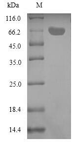 E.coli aexT protein