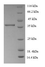 E.coli NFYA3 protein