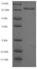 Human DPH2 protein
