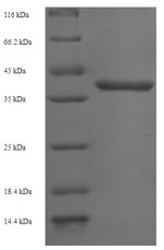 Human GEMIN7 protein