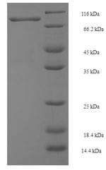Human SMURF2 protein