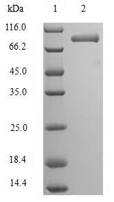Human RAVER2 protein