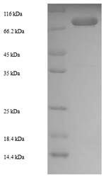 E.coli DEGP12 protein