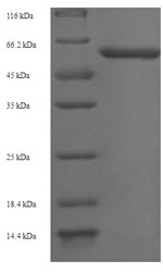 E.coli ABI5 protein