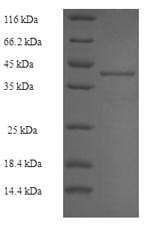 Mouse Nqo2 protein