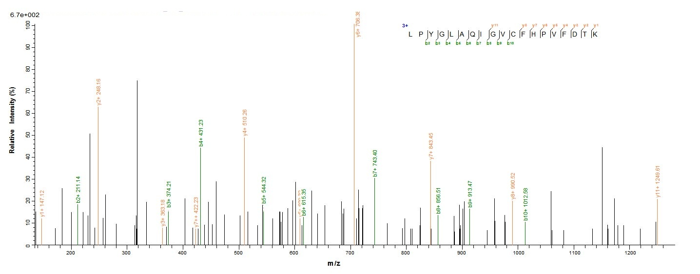 Human POLG2 protein