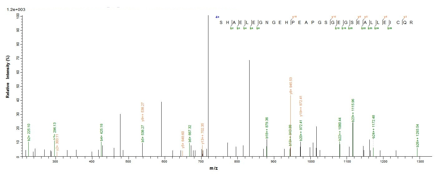 Human POLG2 protein