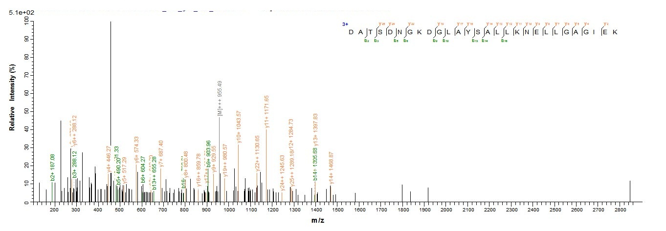 Human FZR1 protein