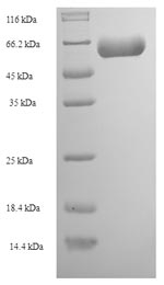 Human ACTL7A protein