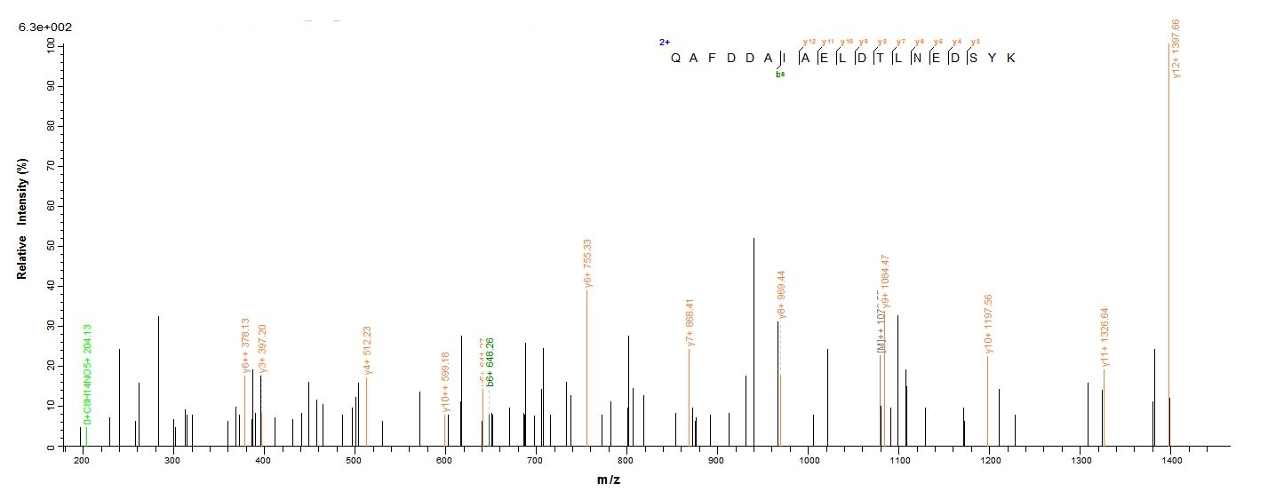 Human YWHAH protein