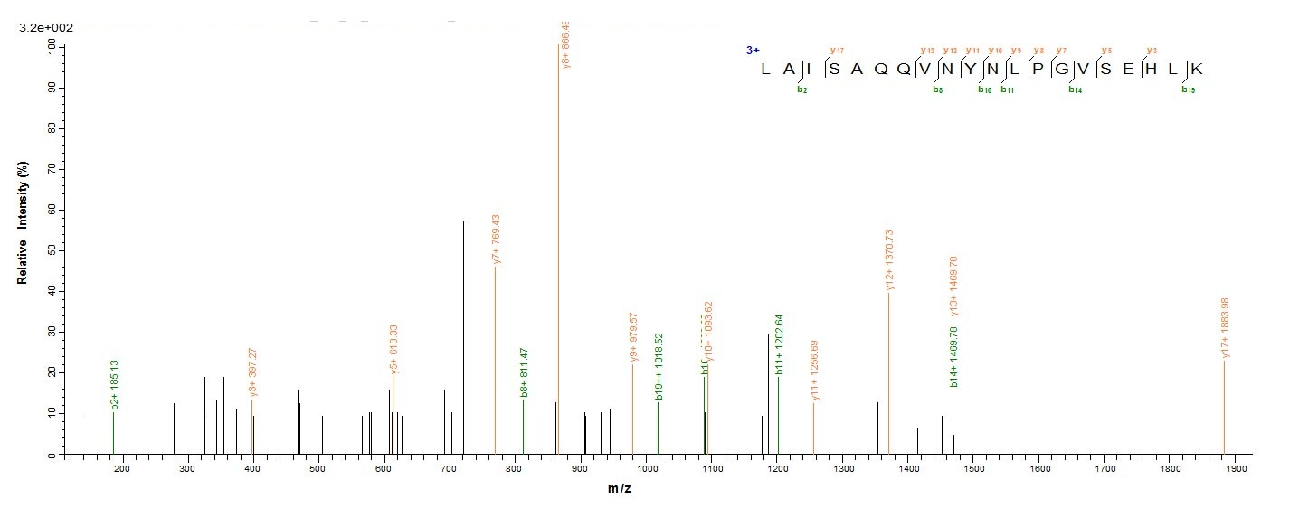 E.coli pstS1 protein