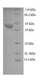 E.coli D-LDH protein