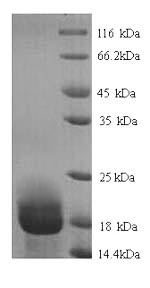 Rat Aif1 protein
