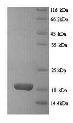 Rat Batf3 protein