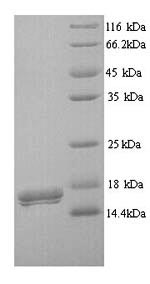 Human CD300LB protein