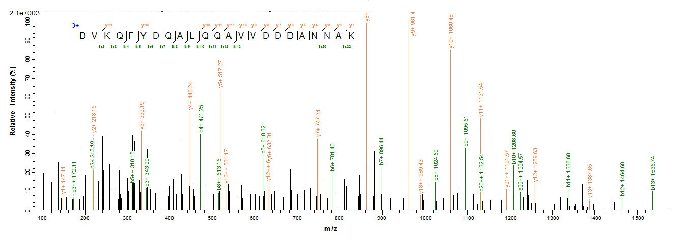 Human CD81 protein