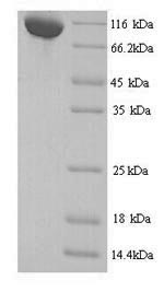 Mouse Ctcfl protein