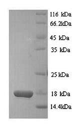 Mouse Ddt protein