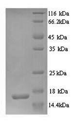 Human GRIA3 protein