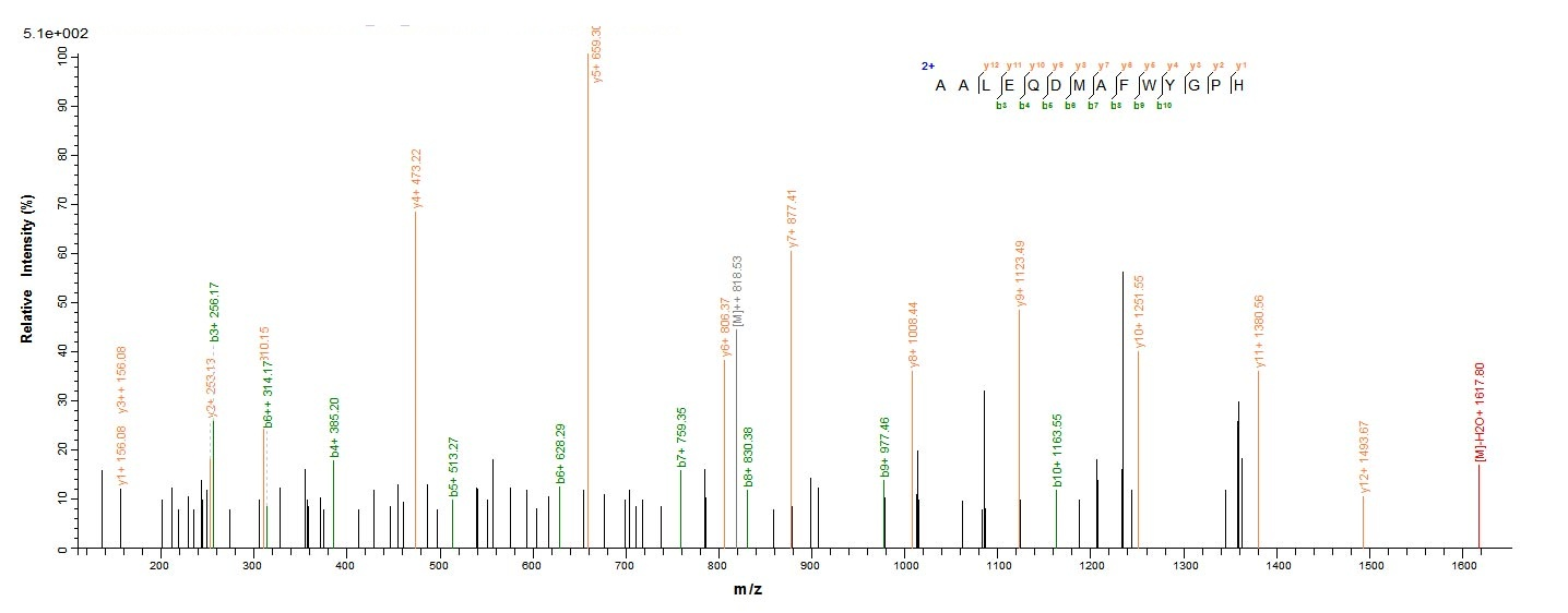 Mouse Hmox1 protein