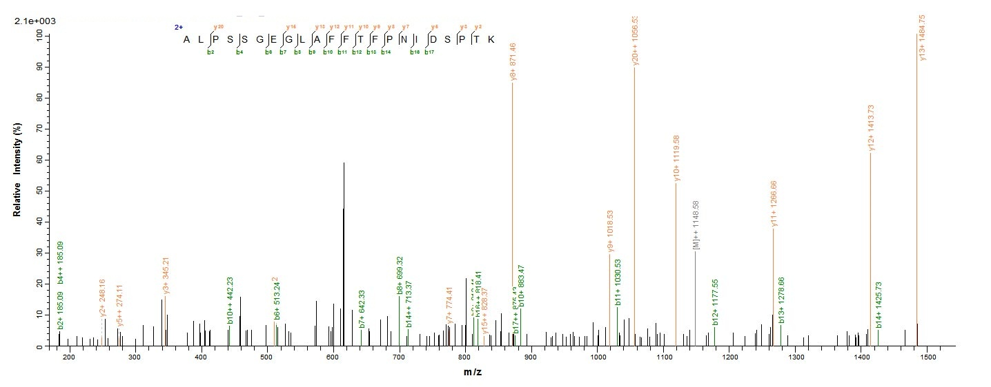 Mouse Hmox1 protein
